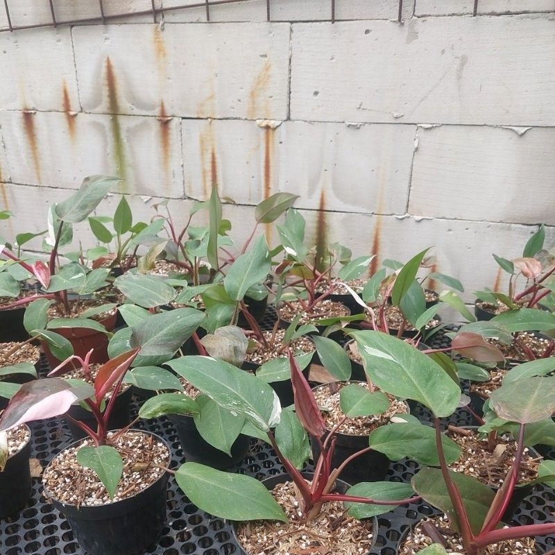 philodendron pink princes