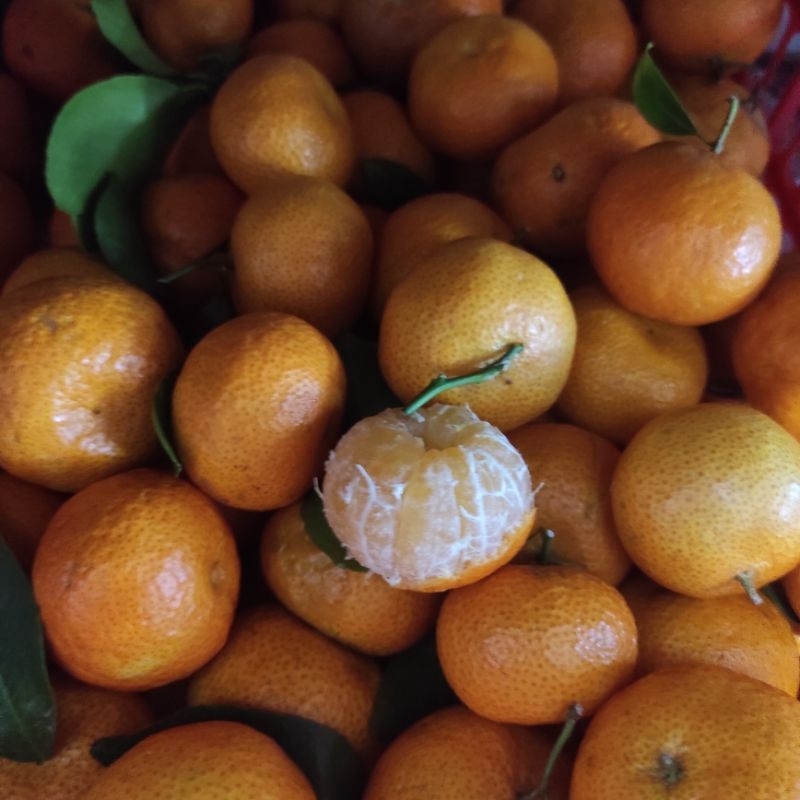 Jeruk Santang Birma