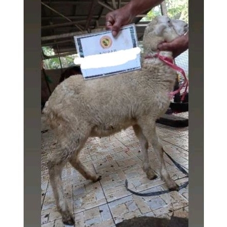 

paket kambing 3 ekor