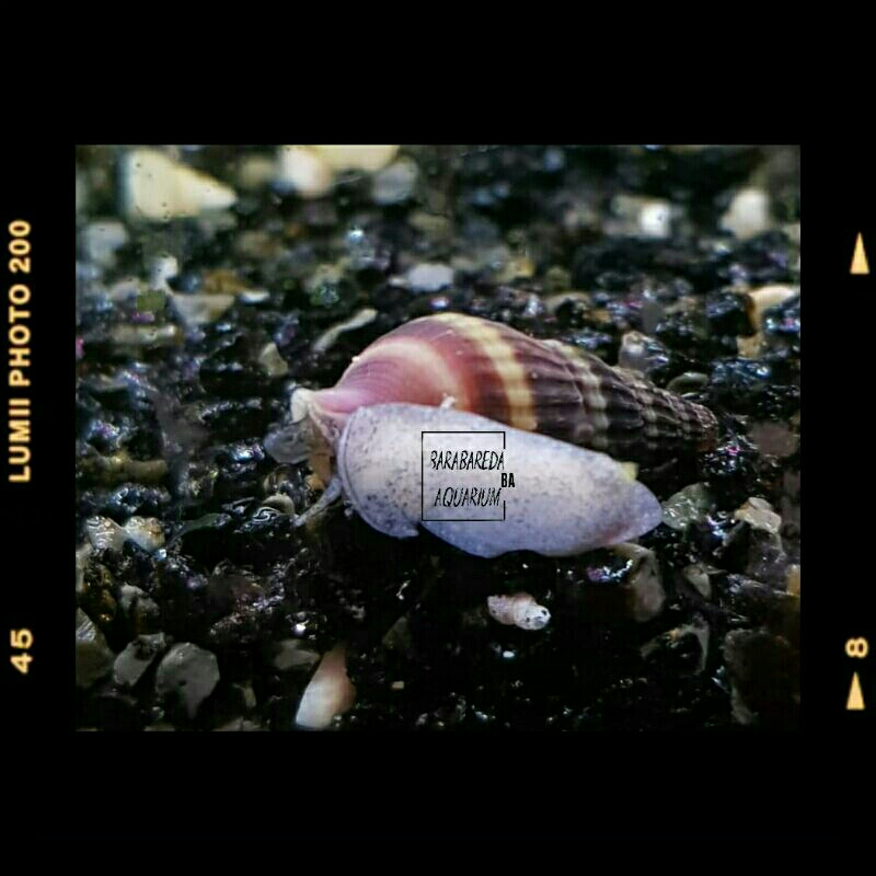 keong assasin pembersih algae