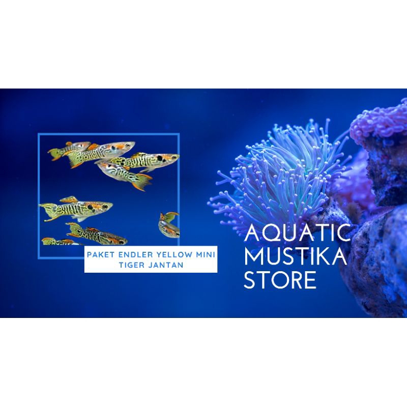 ENDLER YELLOW MINI TIGER PAKET 5 JANTAN SAJA | IKAN VIRRAL |AQUASCAPE