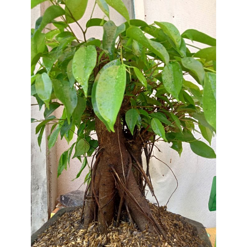 bahan bonsai beringin benjamina akar gantung