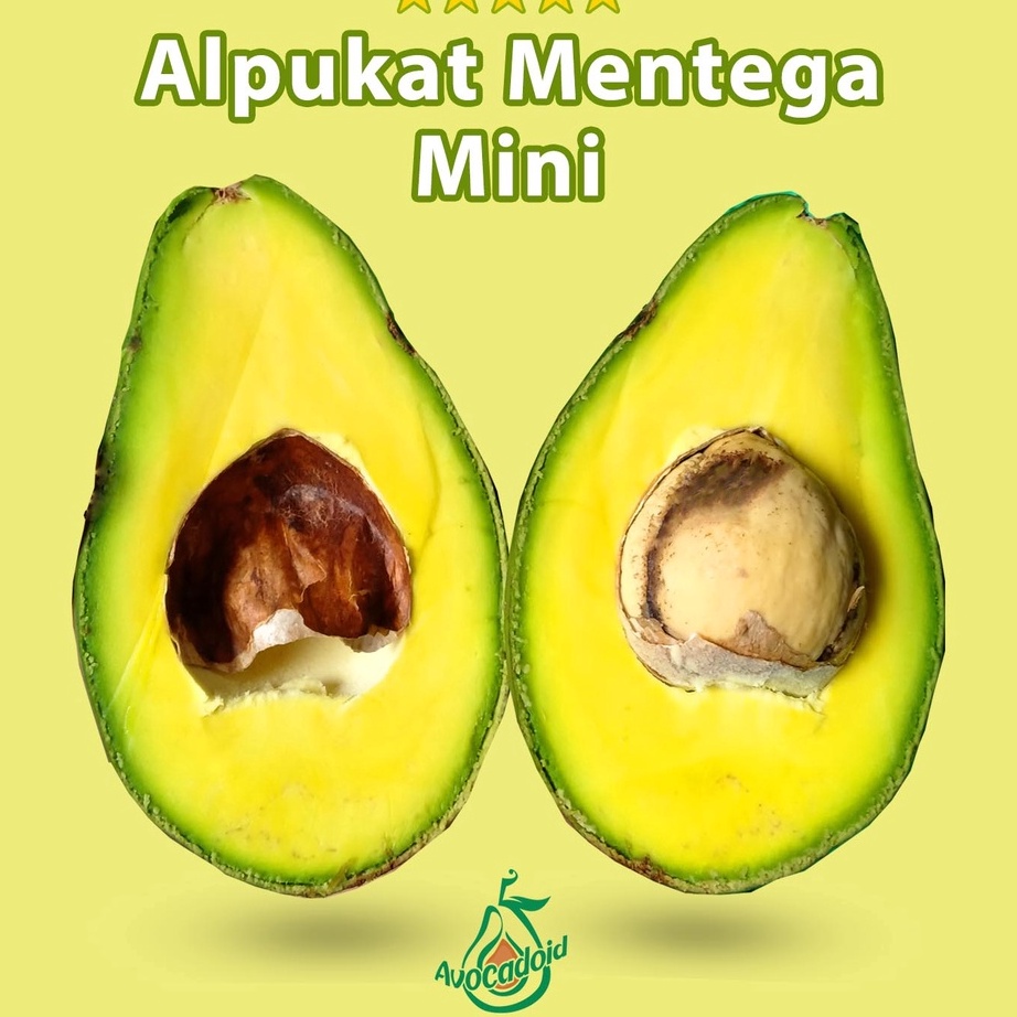 

KODE 77 Alpukat Mentega Mini Bergaransi