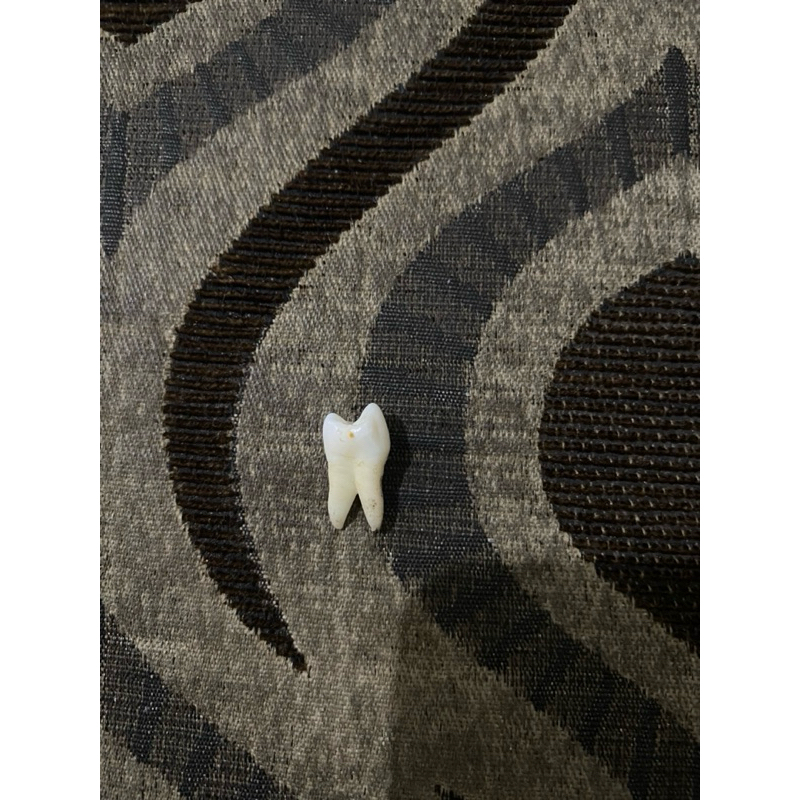 Gigi Asli Premolar (P)