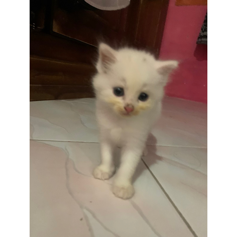 KUCING PERSIA / KITTEN / KUCING LUCU