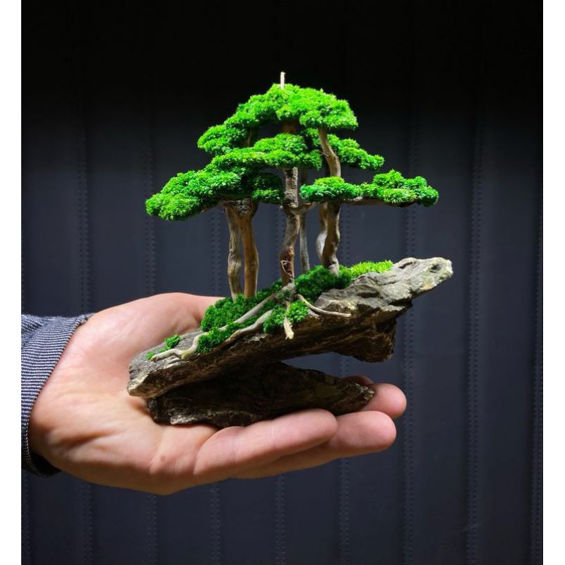 BONSAI AQUARIUM AQUASCAPE HIASAN AQUARIUM AQUASCAPE ELEGAN AQUARIUM AQUASCAPE BONSAI