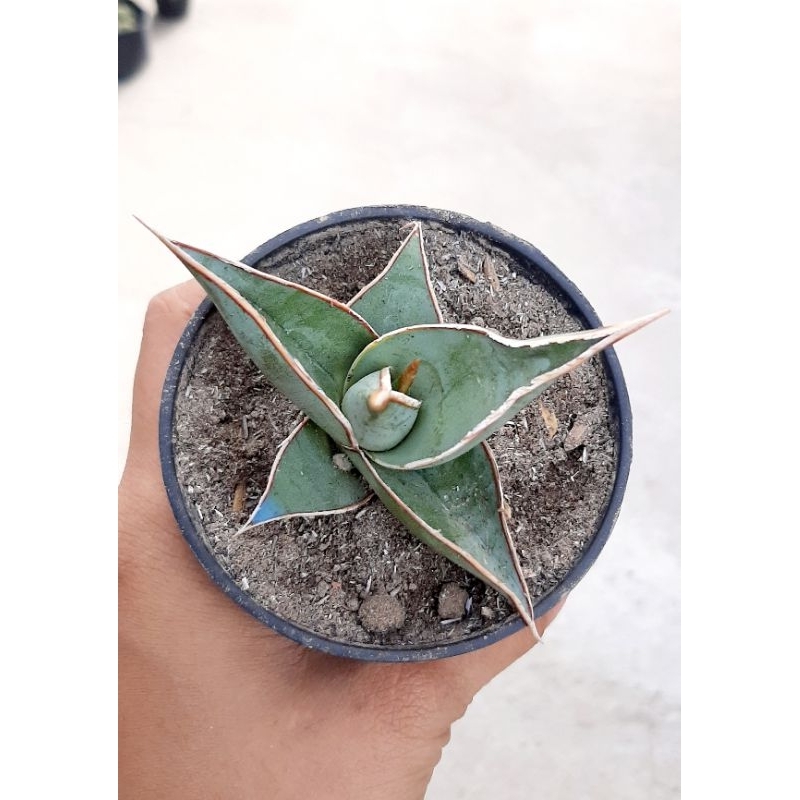 Sansevieria // Sansivera Pinguin size di pot 10cm