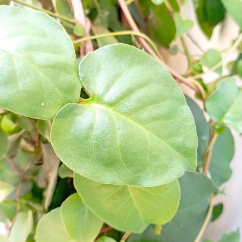 

Daun Binahong Hijau Segar (25 Lembar)