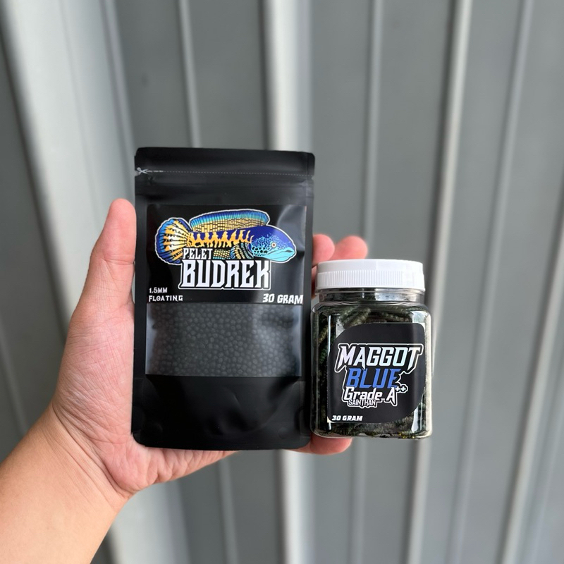 Paket Auranti [Pelet Budrek Auranti X Maggot Blue SaintHan] untuk booster warna dan memaksimalkan pe