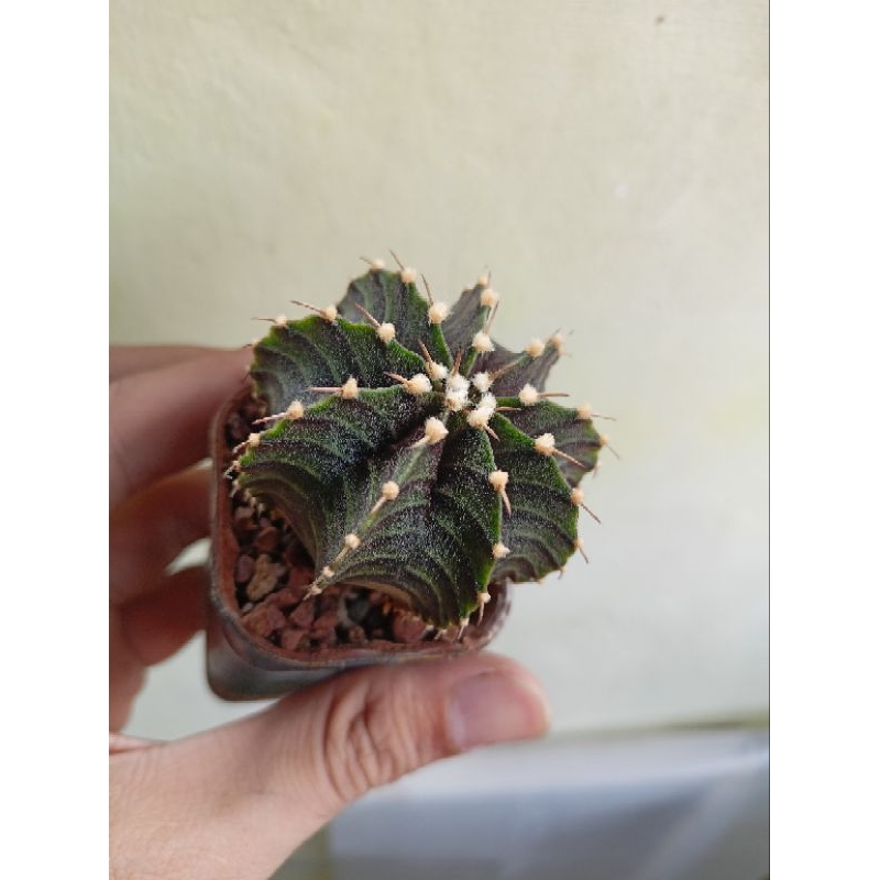 Kaktus Gymnocalycium LB Hybrid
