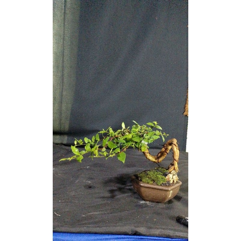 BONSAI SAKURA MICRO POT KERAMIK SIAP PAJANG