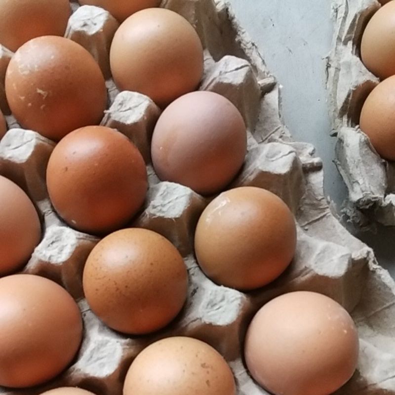 

telur ayam negri