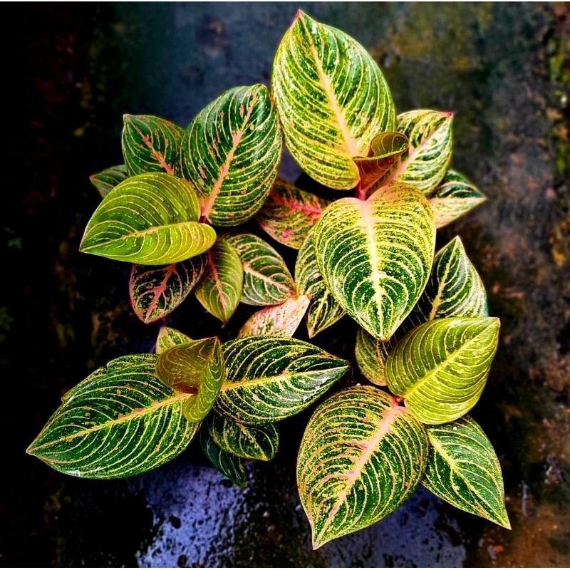 Tanaman Hias Aglonema Krisna Golden Bunga Hias Aglonema Aglaonema Golden Krisna Rimbun Murah Mutasi 