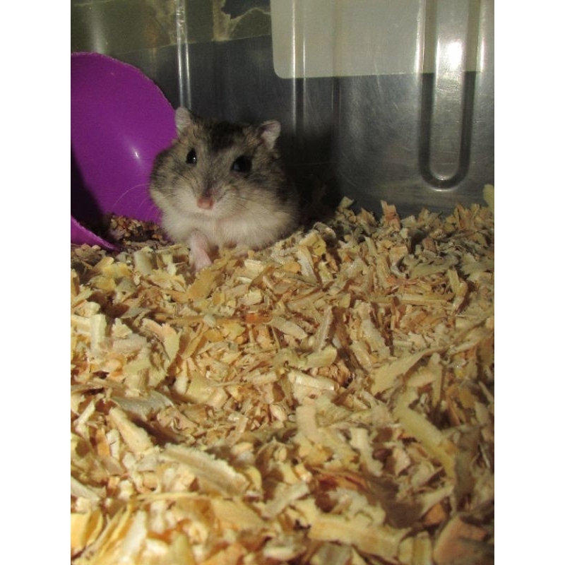 Hamster Jinak - Indukan