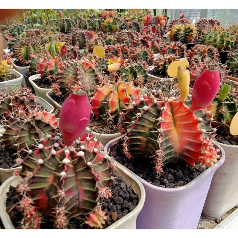 biji kaktus mihanovichii starfire.1paket isi 50 biji.plus mediatanam semai