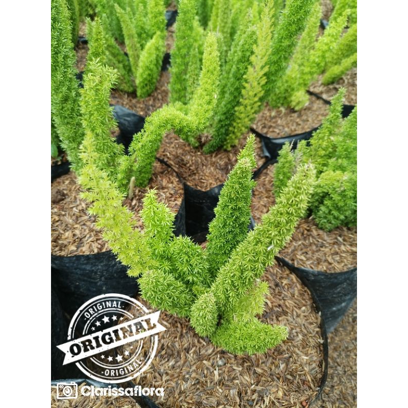 Tanaman hias ekor tupai / tanaman hias hidup / pohon hias unik