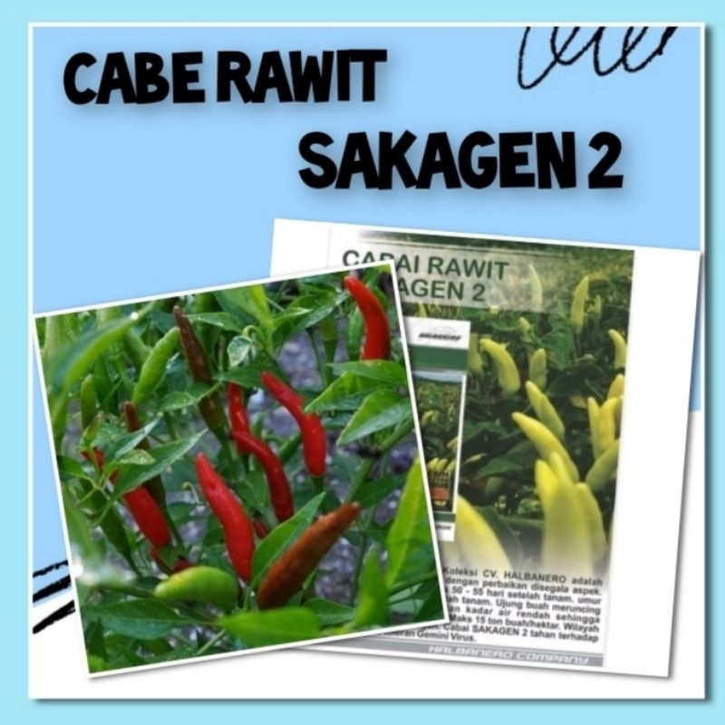 Benih Cabe Rawit Viral Sakagen2 Bibit Tanaman Sayuran Buah Rumahan Unggul