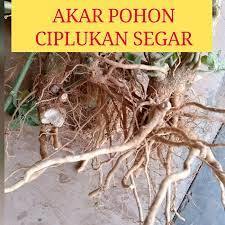 

Akar Ciplukan Segar 750gram