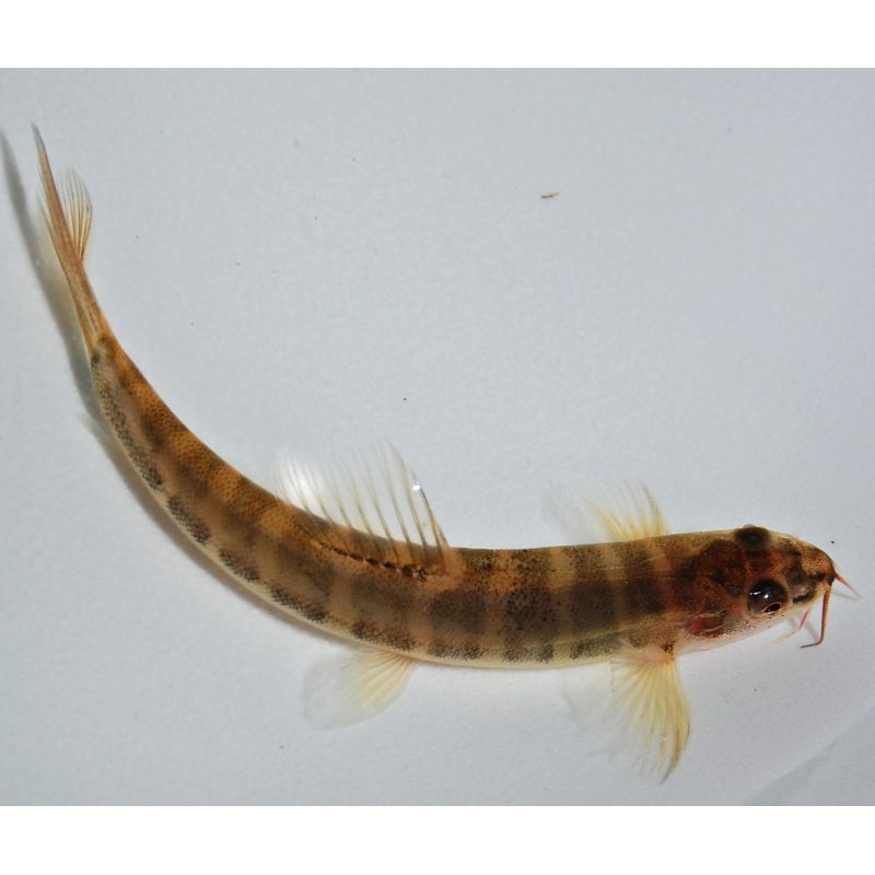 Hiasan akuarium ik@n uceng hiasan aQuascape