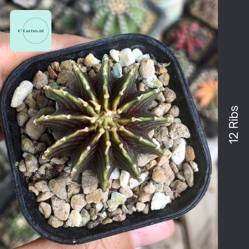 gymno lb 2178 12 ribs original tanaman kaktus gymnocalycium hobby hobi tanam kaktus hadiah gift ulan