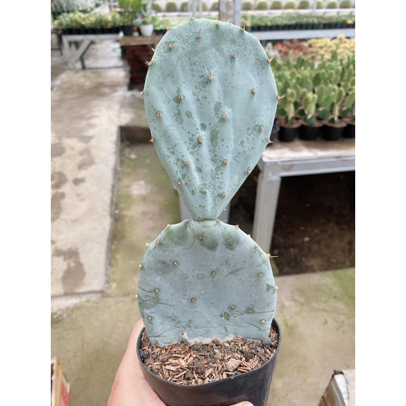 KAKTUS OPUNTIA ROBUSTA - TANAMAN HIAS - DEKORASI TAMAN