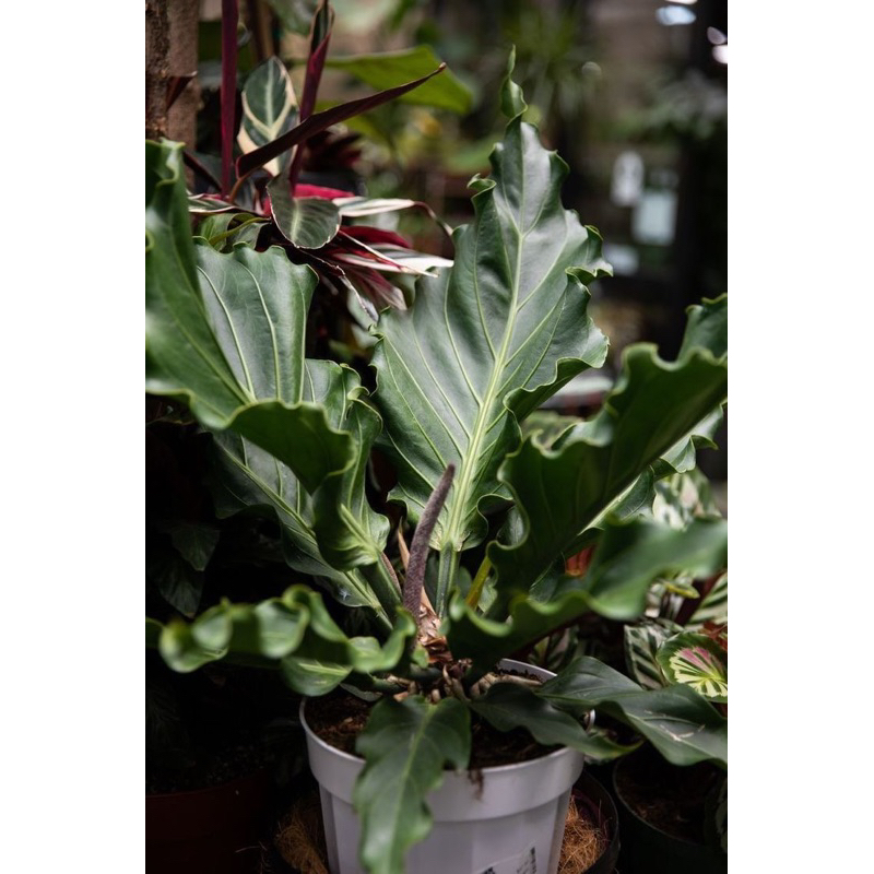 TANAMAN HIAS ANTHORIUM GELOMBANG CINTA - BUNGA HIAS ANTHURIUM GELOMBANG CINTA DAUN BESAR TANAMAN HID