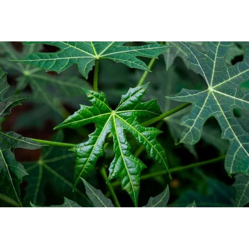 

daun pepaya jepang 1KG/segar/rebus