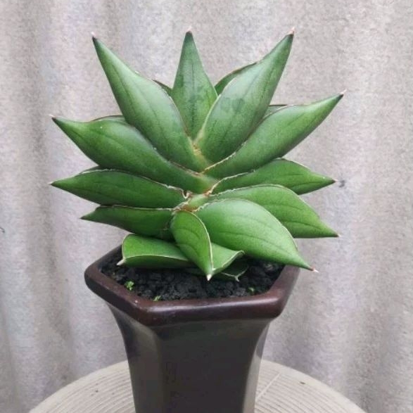 Sansivera hybrid Rajawali