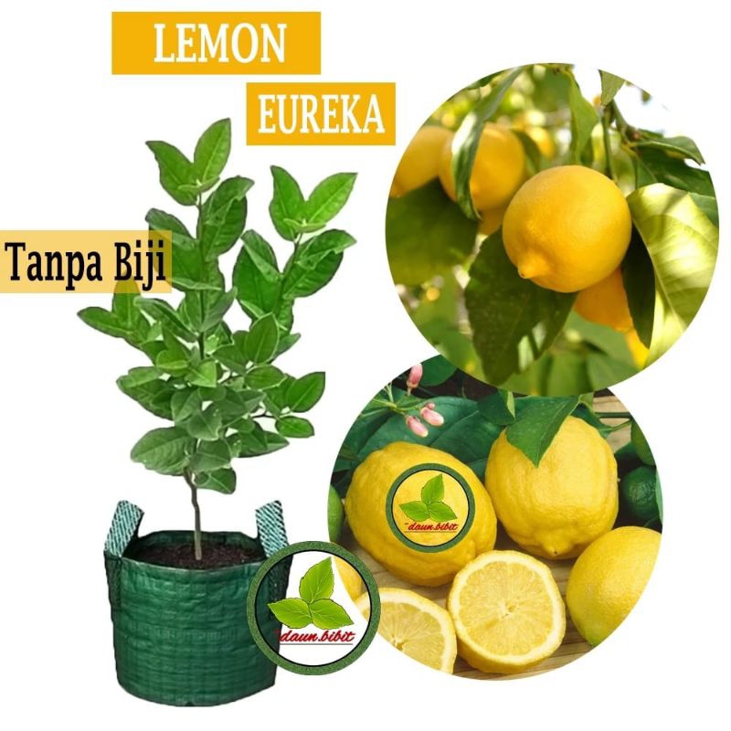 Bibit Jeruk Lemon Eureka Valid