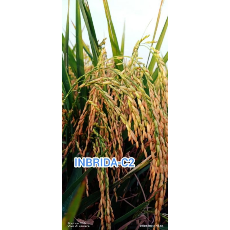 Benih padi INBRIDA C2