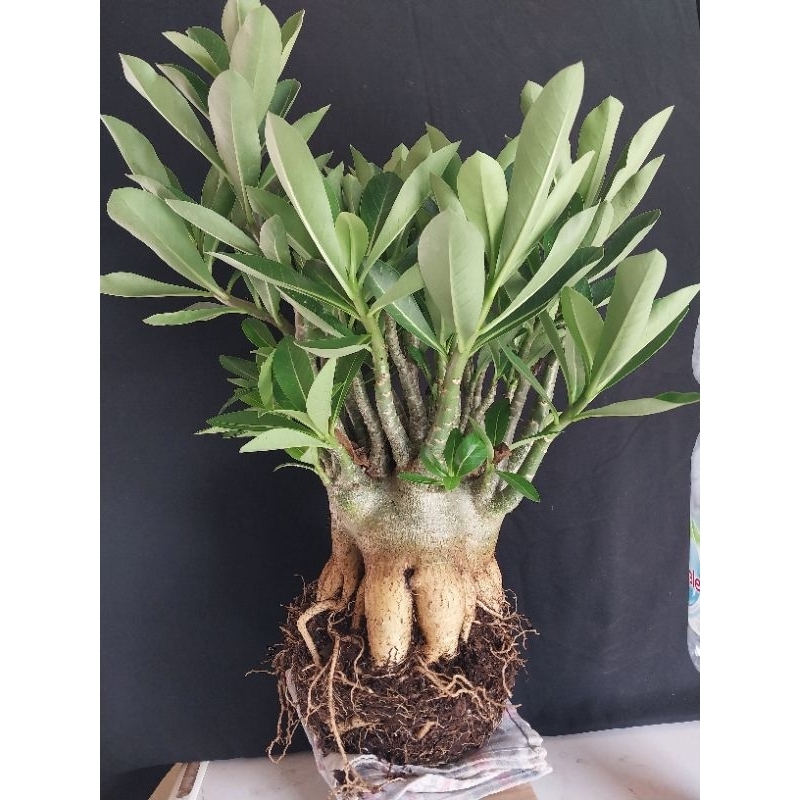 Adenium Arabicum Hibrid 2 Prokar Besar