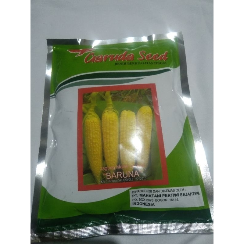 100biji bibit jagung manis super bibit jagung siap tanam bibit jagung tongkol besar