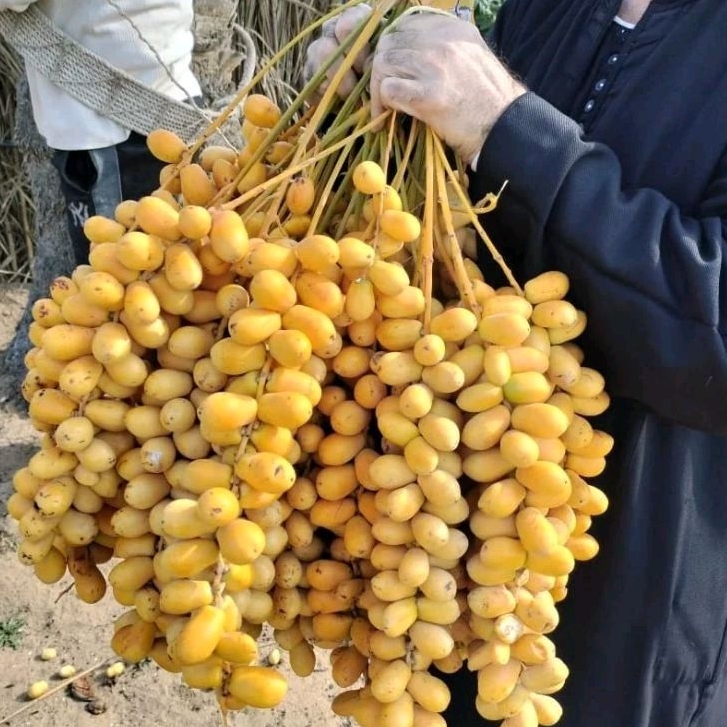 

PO 20 FEBRUARI KURMA MUDA BARHEE KUNING 1kg free zuriat mesir |promil medan