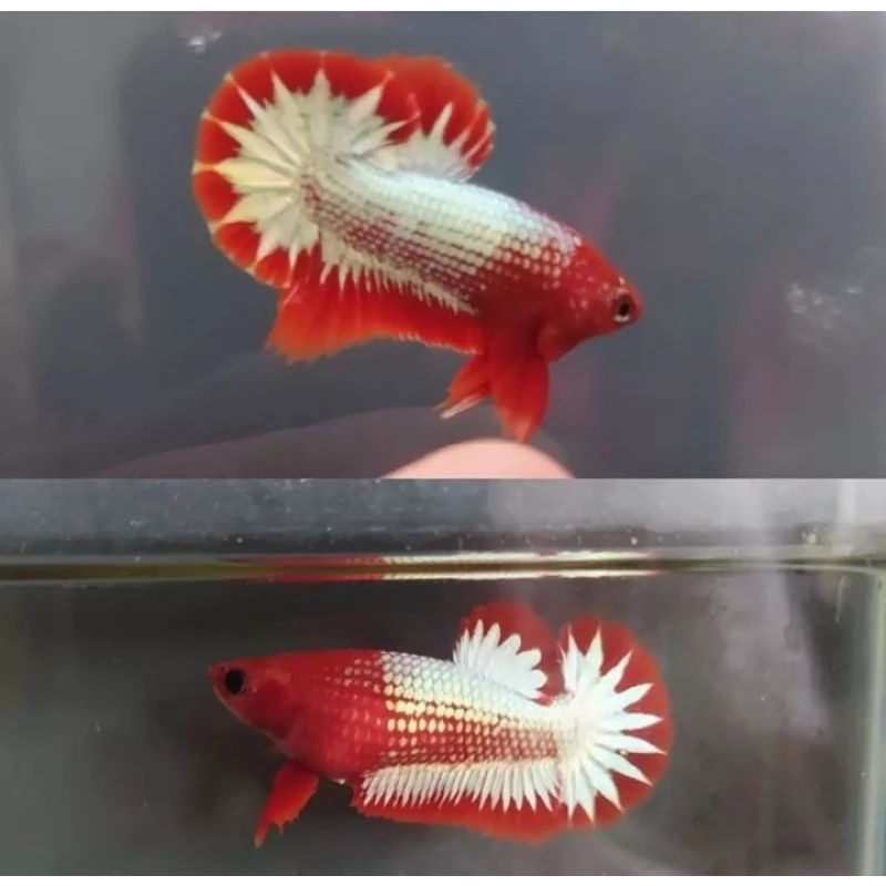 || Obat Ikan || Cupang Fanci Copper Line Vietnam (FCCP) 🇻🇳