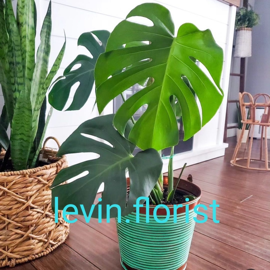 Monstera deliciosa / bibit tanaman hias bunga rambat merambat
