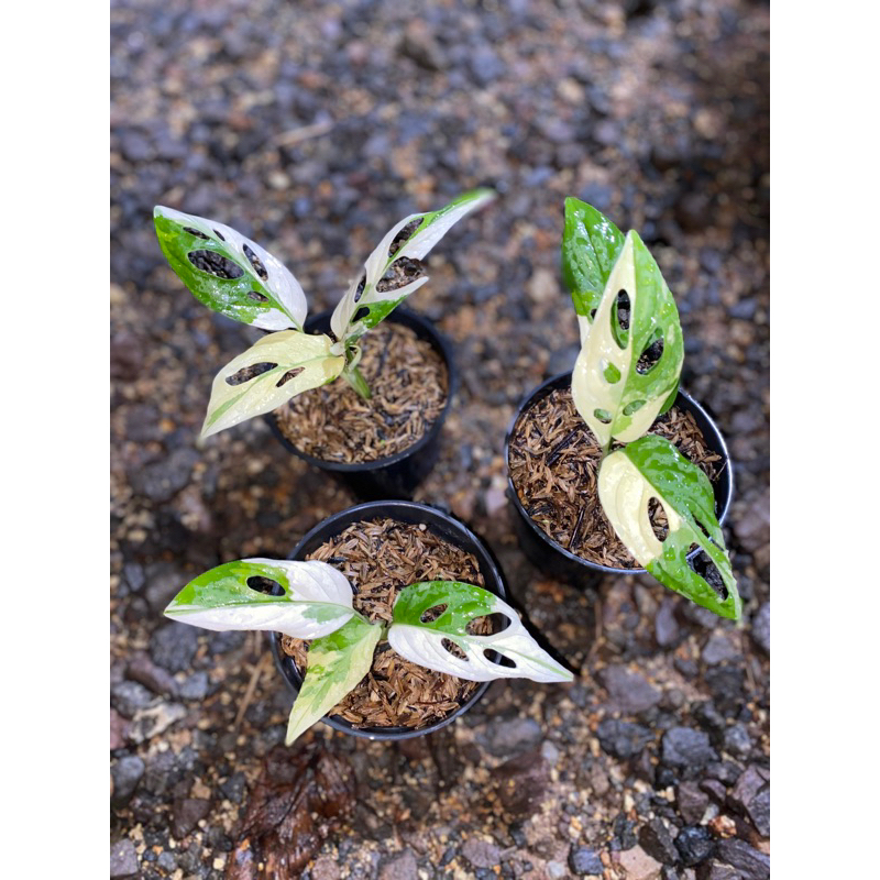 janda bolong jepang varigata putih