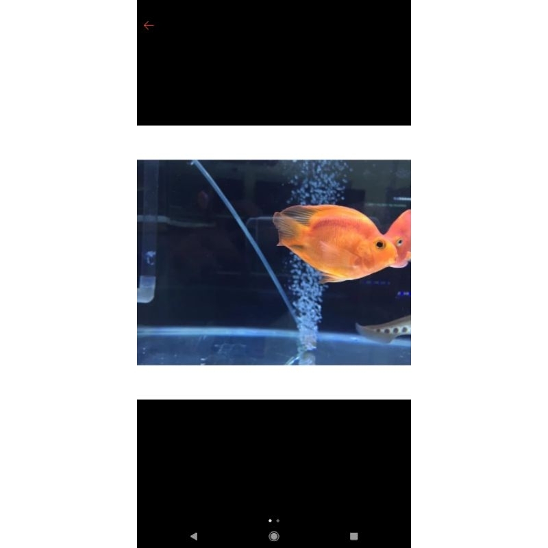 ikan red parrot