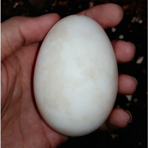 

Telur Angsa Fresh/ Telur Angsa Untuk Konsumsi/Fresh Egg Swan