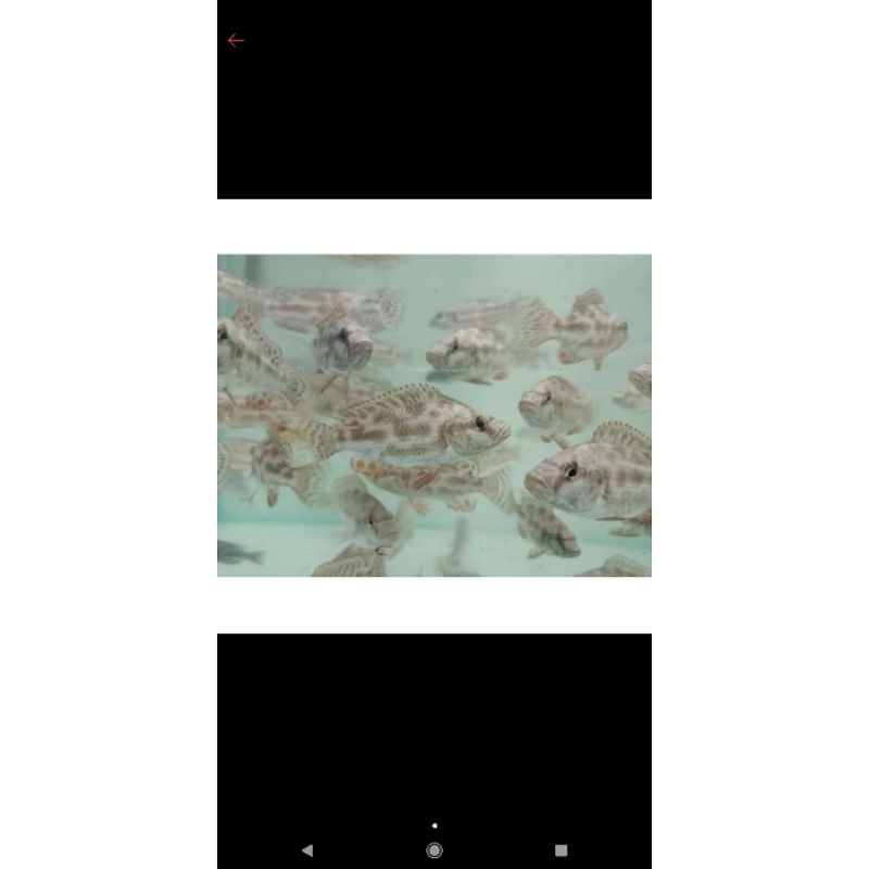 IKAN CICHILD LIVING STONE