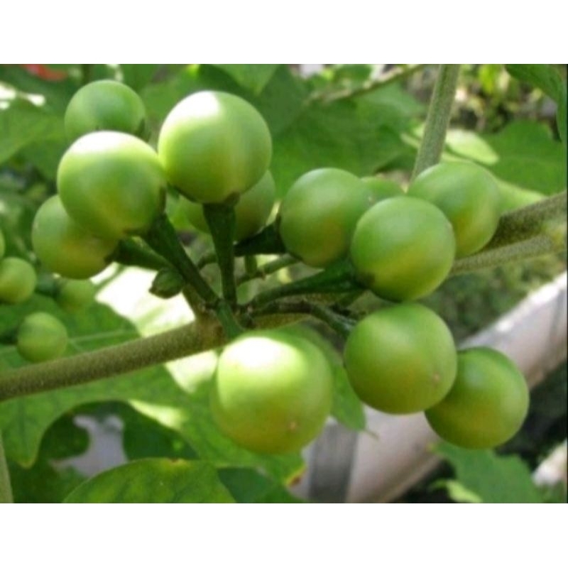 

jual buah tekokak cepokak terong pipit segar 500gram