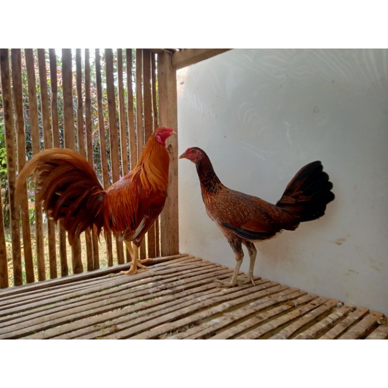 telur ayam peru asli original pencetak