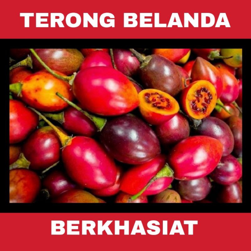 

TERONG BELANDA BERKHASIAT /TERONG /TERONG DIENG/