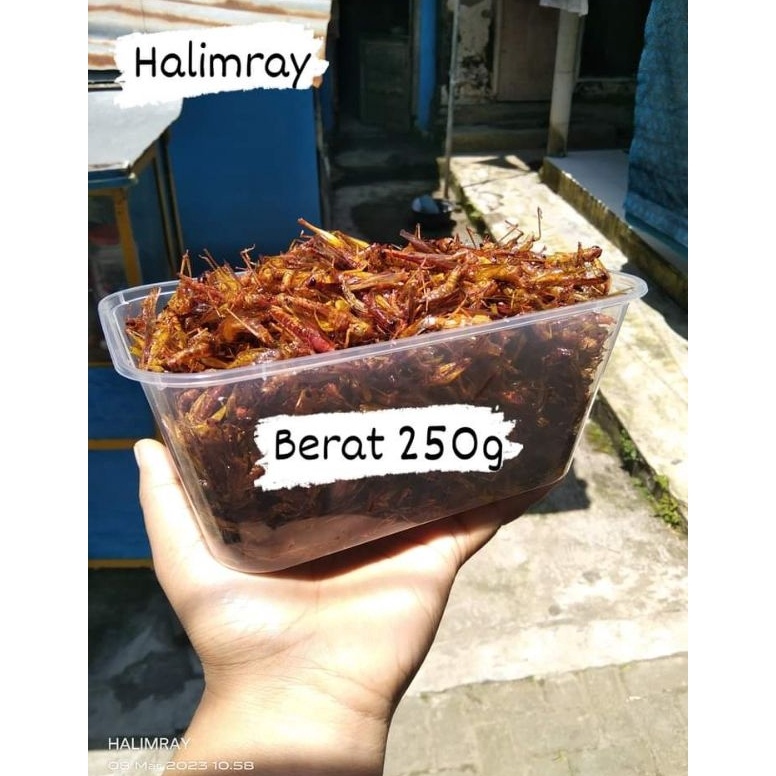 

Miliki Sekarang BELALANG GORENG UTESKECIL BERAT 25g MURAH 8P6