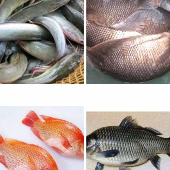 

LHNV736 STOK SIAP COD Ikan Patin Nila Merah Mas Lele Mujaer Bawal Gurame