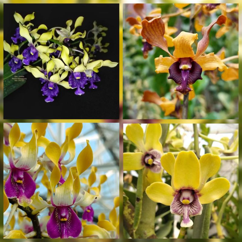 Pesanan ibu Nova anggrek besi, imelda, ririn triyani, budiono lamtoro