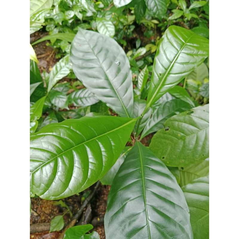 Bibit Kopi Robusta Siap Tanam