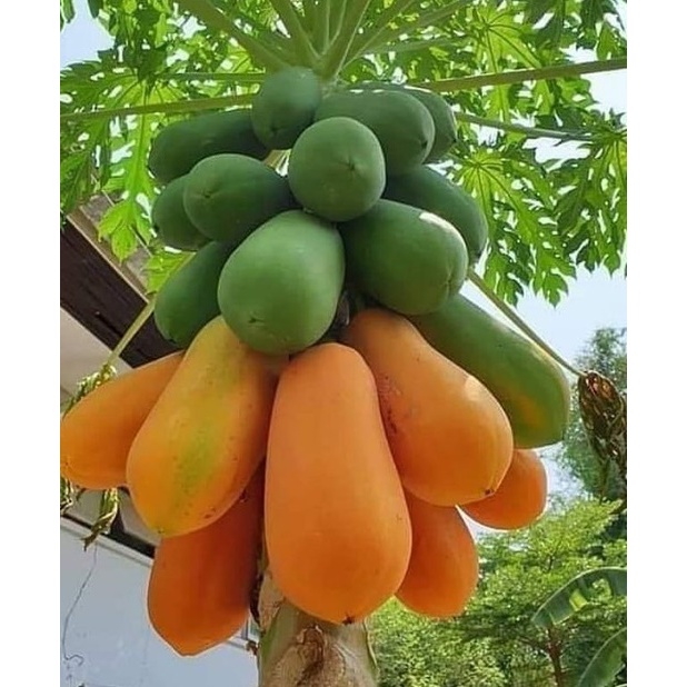 10 Benih Pepaya Calina