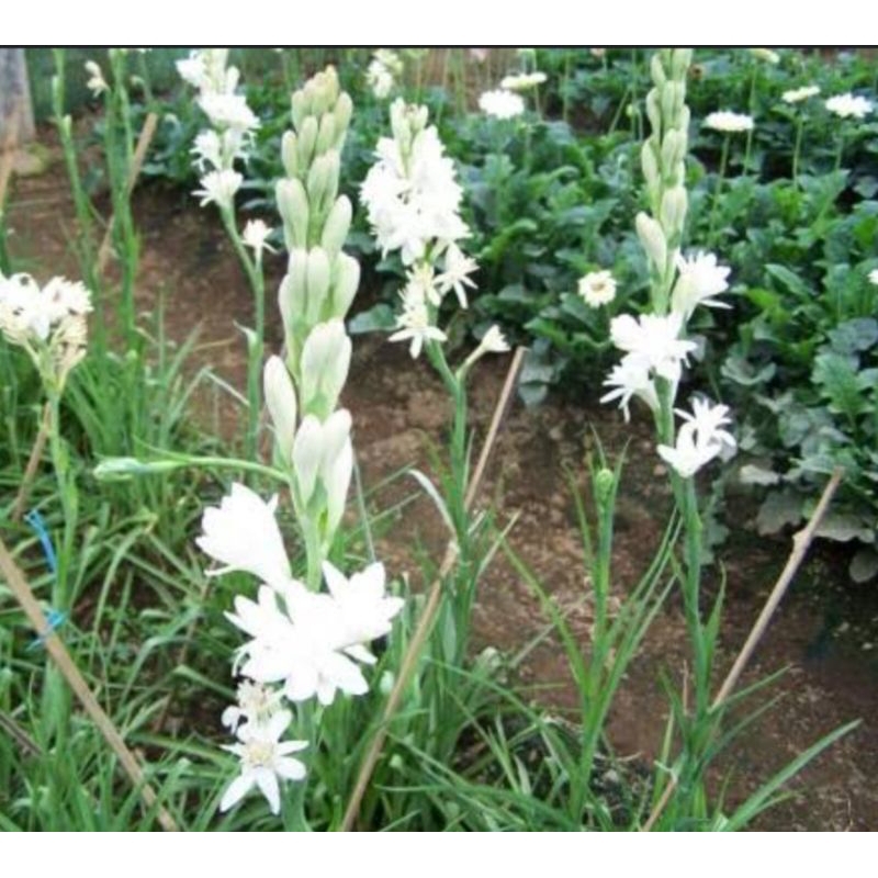 umbi sedap malam kiloan termurah