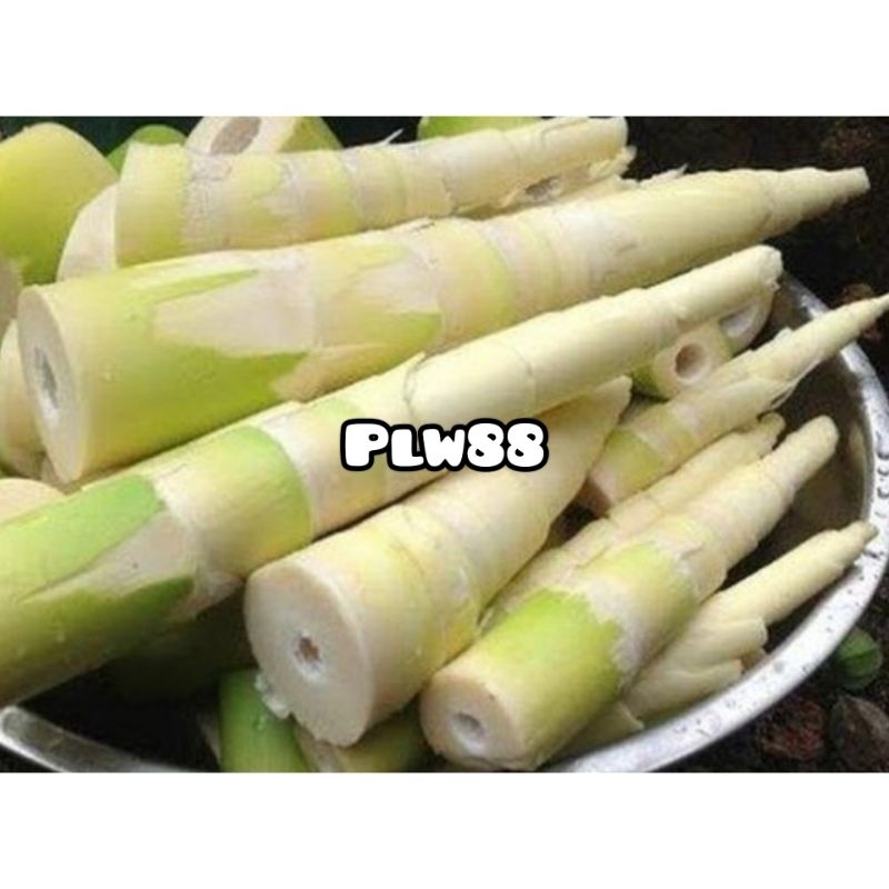 

Rebung sayur segar rebung bambu segar 1 kg kupas bersih