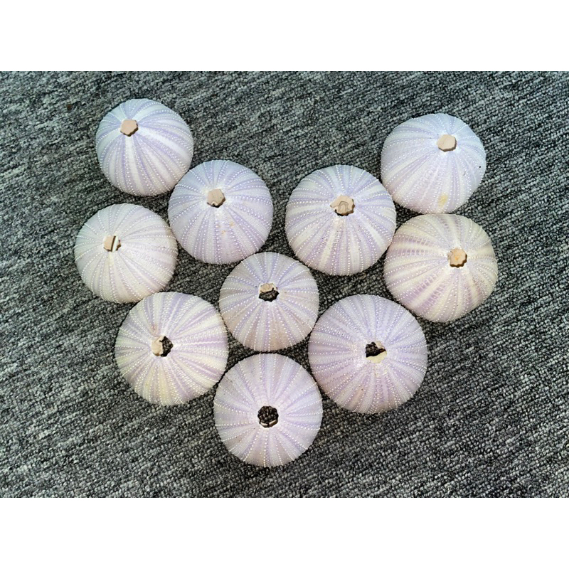 CANGKANG KERANG BULU BABI UNGU TIPIS